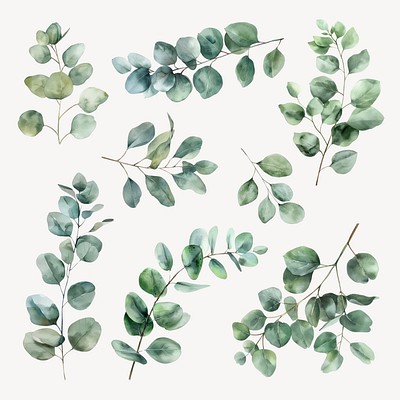 eucalyptus leaves element set