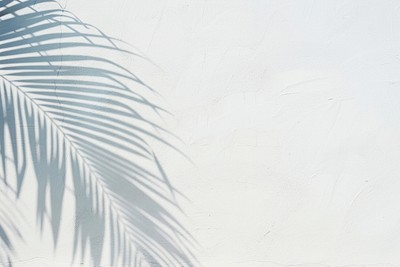 Tropical shadow on white wall