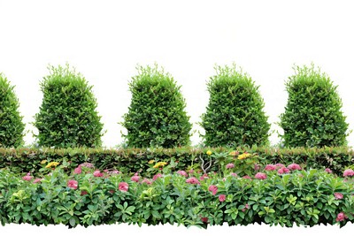 Lush green hedge with flowers