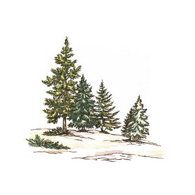 Serene winter pine tree illustration