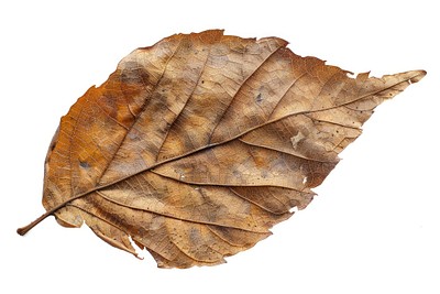 Dried autumn leaf texture closeup