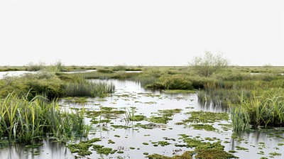 Serene marshland with lush vegetation