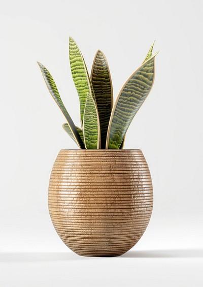 Snake plant football planter pottery.