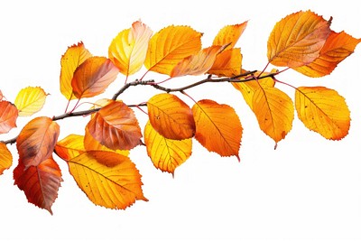 Vibrant autumn leaves branch isolated