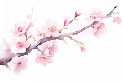 Sakura tree branch watercolor appliance blossom flower.