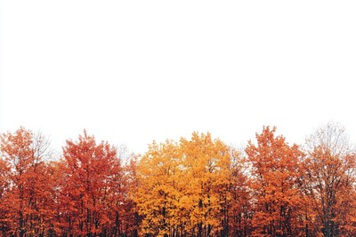 Vibrant autumn trees under sky