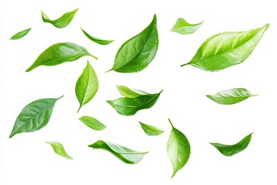 Fresh green tea leaves