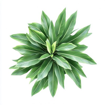 Vibrant green tropical plant leaves