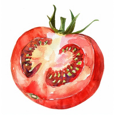 Vibrant watercolor tomato illustration