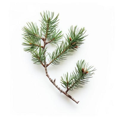 Pine tree branch plant photography evergreen.