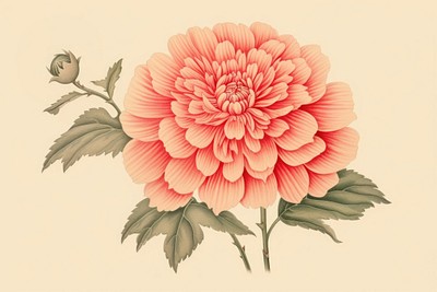 Ukiyo-e art print style pink flower blossom dahlia plant.