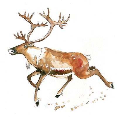 A jumping brown caribou illustration watercolor wildlife.