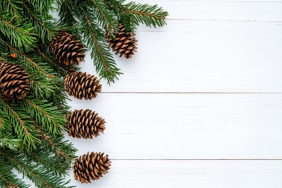 Christmas tree branches with pine cones border conifer spruce animal.