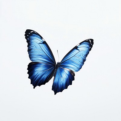 A flying blue butterfly photography insect invertebrate.