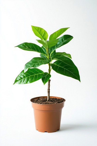 Plant in home leaf tree potted plant.