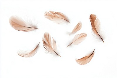 Real feathers floating pattern natural.