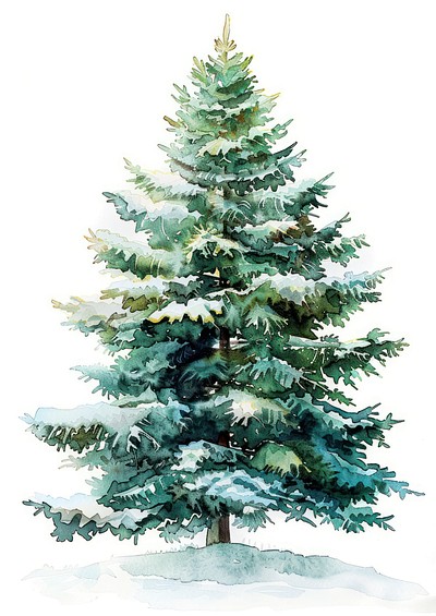 Watercolor evergreen tree illustration