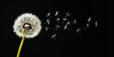 Dandelion with seeds blowing away clear dark sky nature plant photography.