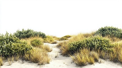 Hilly dried grass fields vegetation landscape outdoors.