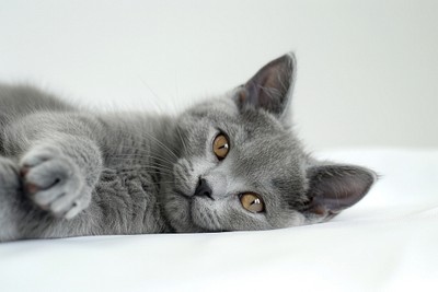 Relaxed gray cat resting peacefully