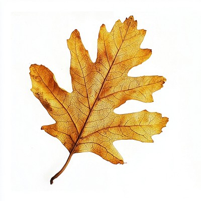 Real Pressed a oak leaf isolated plant white.