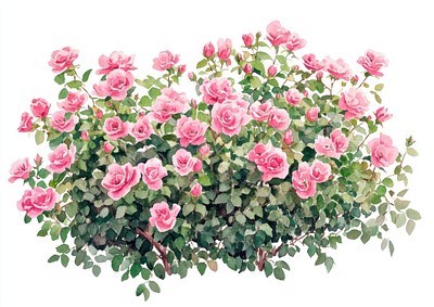 Rock Rose plant bushes rose illustration watercolor.