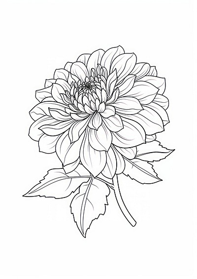 Dahlia art illustration drawing.