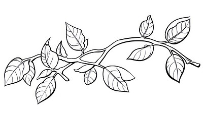 Leave branch art illustration drawing.