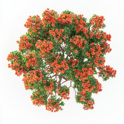 Poinciana red flower tree flowers orange plant.