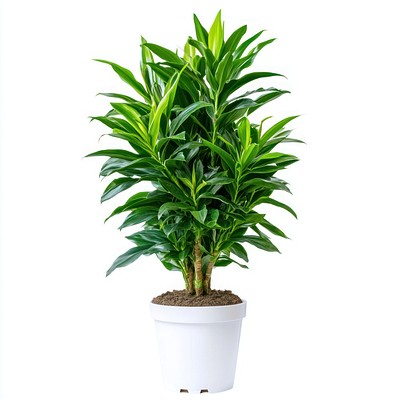 Real Dracaena trifasciata plant houseplant decorative enthusiast.