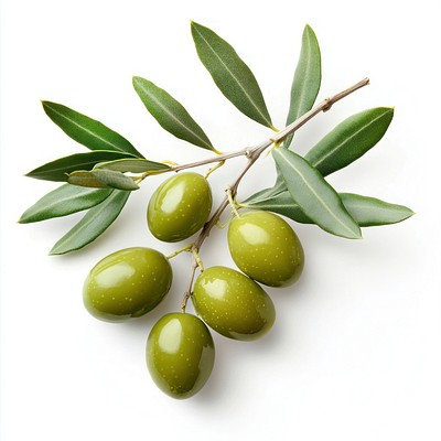 Olives with branch and leaves leaf produce green.