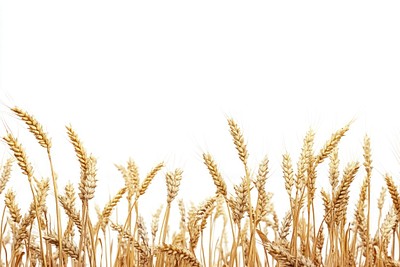 Wheat landscape wheat background field.