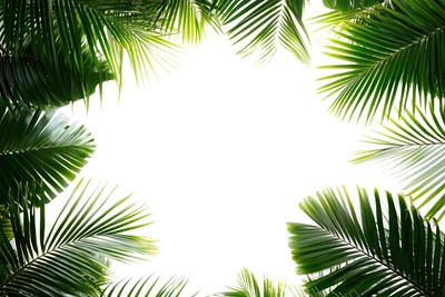 Real palm leaves leaf vegetation background.