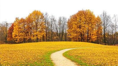 Real park dirt path autumn landscape yellow.