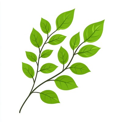 Leaves branch leaf illustration design.