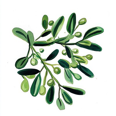 Mistletoe art illustration leaves.