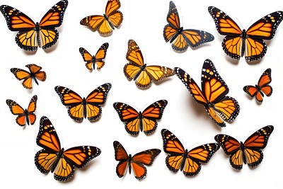 Flying plain tiger butterflies butterfly animal insect. 