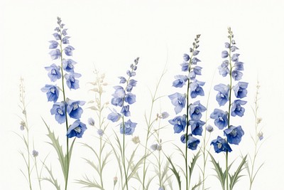 Botanical illustration delphinium flower lavender blossom.