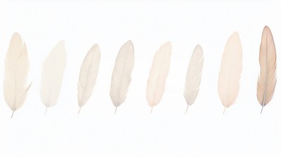 Feathers as line watercolour illustration white background lightweight pattern.