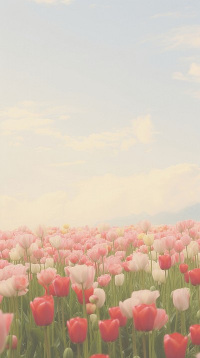 Aesthetic tulip field landscape wallpaper | Premium Photo - rawpixel