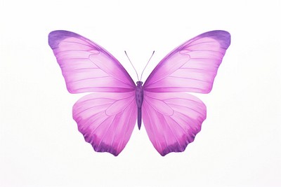 Violet butterfly animal insect purple. | Premium Photo Illustration ...