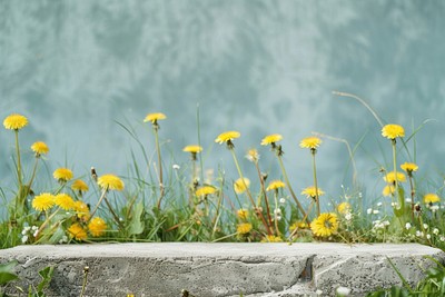 Product podium with dandelions nature outdoors flower.