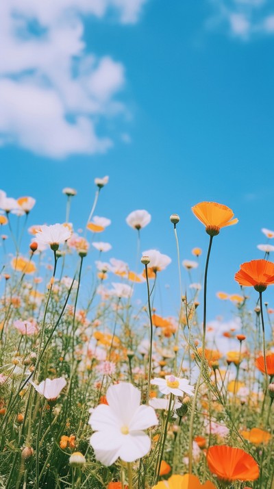 Summer wallpaper outdoors blossom flower. | Premium Photo - rawpixel