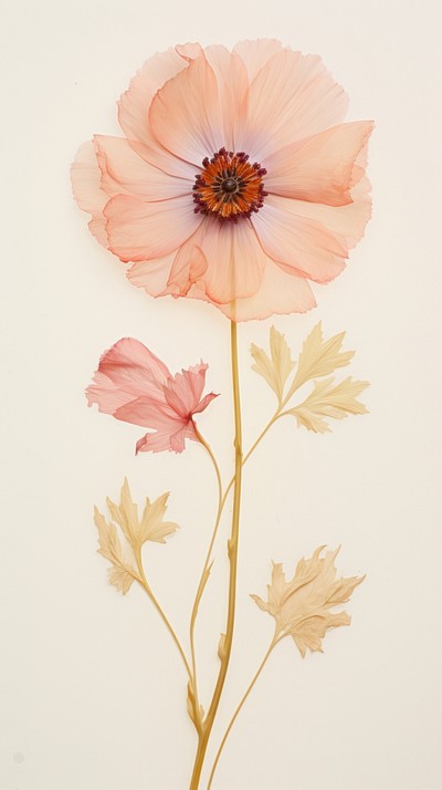 Real pressed poppy flower petal plant.