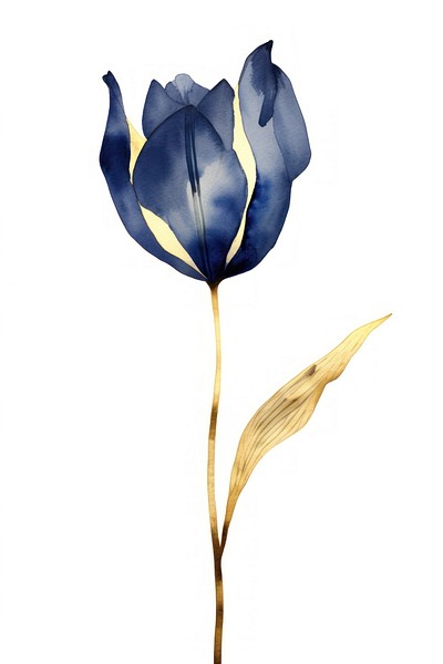 Indigo tulip flower petal plant.