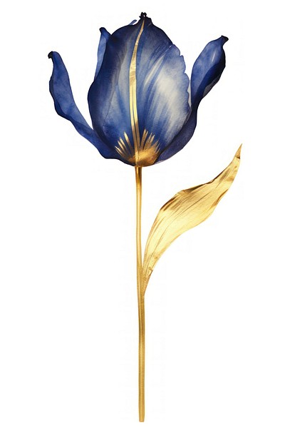 Indigo tulip flower petal plant.