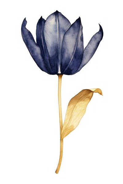 Indigo tulip flower petal plant.