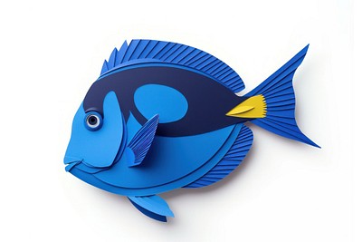 Royal blue tang animal fish white background.