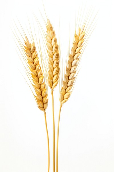 Wheat food agriculture chandelier.