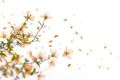 Leaves and flowers outdoors blossom nature.